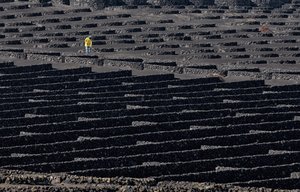 Pracovník na vinici Volcanic
