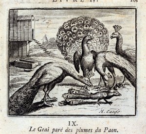 Sojka zdobí paví pera. Bajky Jean de La Fontaine (1621-95). Ilustrace François Chauveau (1613-1676). Vydání z roku 1728. od Francois Chauveau