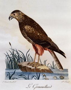 African Marsh Harrier (Circus ranivorus), rytina z Natural History of African Birds