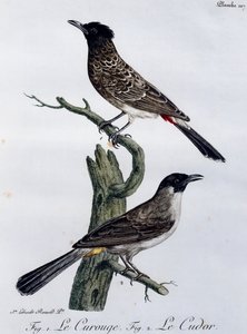 Mys Bulbul (Pycnonotus capensis) a níže Bulbul zahradní (Pycnonotus barbatus), rytina z Histoire Naturelle des Oiseaux d