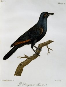 Samice špačka rudokřídlého (Onychognathus morio), rytina z Histoire Naturelle des Oiseaux d