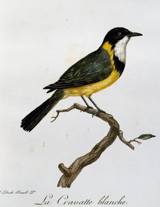 Golden Whistler (Pachycephala pectoralis), rytina z Natural History of African Birds od Francois Le Vaillant