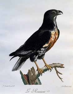 Šakal káně (Buteo rufofuscus), rytina z Natural History of African Birds