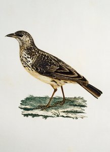 Skřivan velkozobý (Galerida magnirostris), rytina z Histoire Naturelle des Oiseaux d