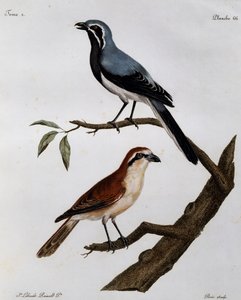 Le Pendeur et le Rousseau, rytina z Histoire Naturelle des Oiseaux d