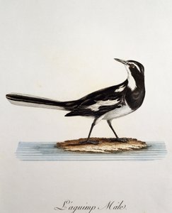 Samec konipas africký (Motacilla aguimp), rytina z Histoire Naturelle des Oiseaux d