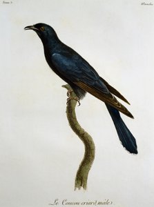 Samec kukačky černá (Cuculus clamosus), rytina z Histoire Naturelle des Oiseaux d