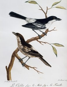 Samec a samice pýchavka černohřbetého (Dryoscopus cubla), rytina z Histoire Naturelle des Oiseaux d