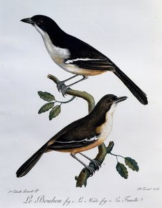 Samec a samice bouboua jižního (Laniarius ferrugineus), rytina z Histoire Naturelle des Oiseaux d