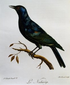 Špaček bledokřídlý ​​(Onychognathus nabouroup), rytina z Natural History of African Birds