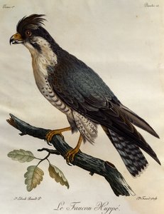Sokol stěhovavý (Falco peregrinus), rytina z Natural History of the Birds of Africa