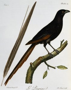Piapiac (Ptilostomus afer), rytina z Histoire Naturelle des Oiseaux d