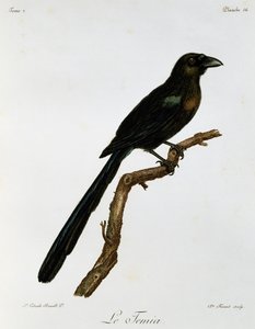 Raketa-tailed Treepie (Crypsirina temia), rytina z Natural History of African Birds