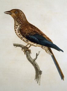 Skřivan červenotemenný (Calandrella cinerea), rytina z Histoire Naturelle des Oiseaux d