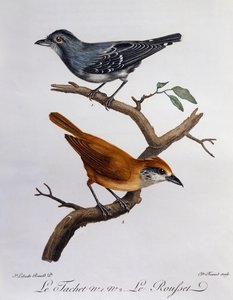Tachet a dole Rousset, rytina z Histoire Naturelle des Oiseaux d