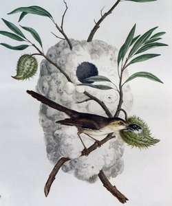 Tawny-flambed Prinia (Prinia subflava), rytina z Natural History of African Birds od Francois Le Vaillant