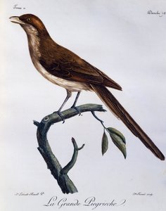 Žlutozobý ťuhýk (Corvinella corvina), rytina z Natural History of African Birds