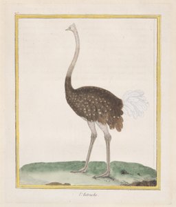 Pštros Pštros, 1770-86. od Francois Nicolas Martinet