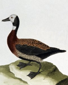 Kachna z Maragnanu od Francois Nicolas Martinet