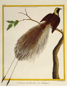 Velký pták ráje (Paradisaea apoda), z Natural History of Birds od Francois Nicolas Martinet