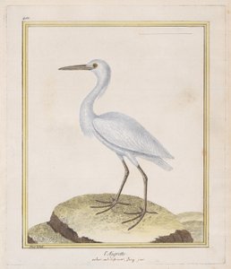 Egret Egret, 1770-86. od Francois Nicolas Martinet