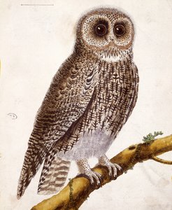 Sova, z „Histoire Naturelle des Oiseaux“ od Georgese de Buffona (1707-88), vydaného v roce 1777