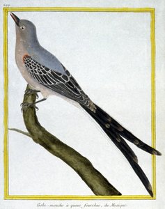 Věda. zoologie. Flycatcher z Mexika. Rytina Francoise Nicolase Martineta v: Natural History of Birds, Georges Louis Leclerc de Buffon, Francie, kolem roku 1777 (barevná rytina) od Francois Nicolas Martinet