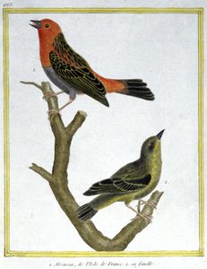 Věda. zoologie. Vrabec domácí z Ile de France. Rytina Francoise Nicolase Martineta v: Natural History of Birds, Georges Louis Leclerc de Buffon, Francie, kolem roku 1777 (barevná rytina) od Francois Nicolas Martinet
