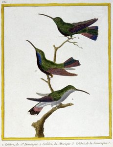 Věda. zoologie. Kolibřík ze Santo Dominga, Mexika a Jamajky. Rytina Francoise Nicolase Martineta v: Natural History of Birds, Georges Louis Leclerc de Buffon, Francie, kolem roku 1777 (barevná rytina) od Francois Nicolas Martinet