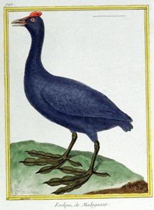 Věda. zoologie. Červené knoflíkové houkání (z Madagaskaru). Rytina Francoise Nicolase Martineta v: Natural History of Birds, Georges Louis Leclerc de Buffon, Francie, kolem roku 1777 (barevná rytina) od Francois Nicolas Martinet