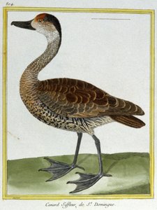Věda. zoologie. Wigeon ze Santo Dominga. Rytina Francoise Nicolase Martineta v: Natural History of Birds, Georges Louis Leclerc de Buffon, Francie, kolem roku 1777 (barevná rytina) od Francois Nicolas Martinet