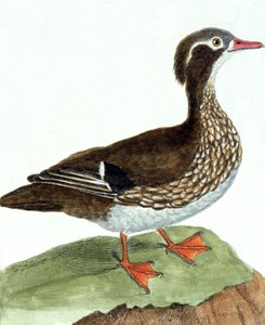 Teal od Francois Nicolas Martinet