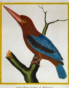 Ledňáček říční (Halcyon smyrnensis), z Natural History of Birds od Francois Nicolas Martinet