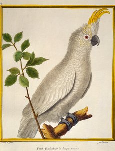 Kakadu žlutolící (Cacatua sulphurea), z Přírodní historie ptáků od Francois Nicolas Martinet