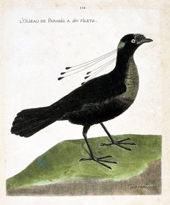 Zoologická tabule (ornitologie): rajka má šest sítí (wahnes paradise nebo wahnesi patoria). Ilustrace v „Dějiny ptáků, malované v jejich vzhledu a citlivých aspektech“ od Francoise Nicolase Martineta (1731-1800). Soukromá sbírka. od Francois Nicolas Martinet