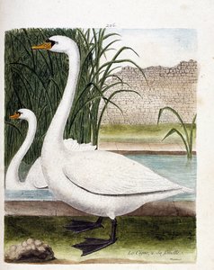 Zoologická tabule (ornitologie): vpředu: labuť a za její samicí (labuť hlízová nebo cygnus olor). Ilustrace v „Dějiny ptáků, malované v jejich vzhledu a citlivých aspektech“ od Francoise Nicolase Martineta (1731-1800). Soukromá sbírka. od Francois Nicolas Martinet