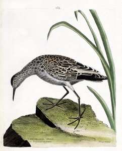 Zoologická rada (ornitologie): rytíř se mění (bojovník se mění nebo philomachus pugnax). Ilustrace v „Dějiny ptáků, malované v jejich vzhledu a citlivých aspektech“ od Francoise Nicolase Martineta (1731-1800). Soukromá sbírka. od Francois Nicolas Martinet