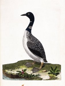 Zoologická rada (ornitologie): velký bodový ponor (imstrand diving nebo gavia immer). Ilustrace v „Dějiny ptáků, malované v jejich vzhledu a citlivých aspektech“ od Francoise Nicolase Martineta (1731-1800). Soukromá sbírka. od Francois Nicolas Martinet