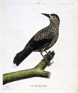 Zoologická tabule (ornitologie): louskáček (muchařský ořech nebo karyokatakty nucifraga) na větvi. Ilustrace v „Dějiny ptáků, malované v jejich vzhledu a citlivých aspektech“ od Francoise Nicolase Martineta (1731-1800). Soukromá sbírka. od Francois Nicolas Martinet