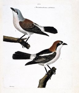 Zoologická mapa (ornitologie): Dole: zrzka grieche nebo grieche hlava zrzka (lanius senátor) a její samice (grieche ecorcheur nebo lanius collurio) na horní větvi od Francois Nicolas Martinet
