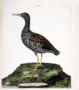 Zoologická mapa (ornitologie): Caienne