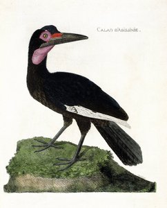 Zoologická mapa (ornitologie): Calao d