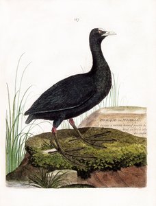 Zoologická mapa (ornitologie): Lyska nebo Mosela (Macroule cot nebo fulica atra). Ilustrace v „Dějiny ptáků, malované v jejich vzhledu a citlivých aspektech“ od Francoise Nicolase Martineta (1731-1800). Soukromá sbírka. od Francois Nicolas Martinet
