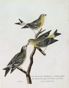 Zoologická mapa (ornitologie): Shora dolů: serin du Roussillon (serin Cini nebo serinus serinus) na větvi, serin de provence (venturon montagnard nebo serinus citrinella) a další serin de provence. Ilustrace v „Historie ptáků, P od Francois Nicolas Martinet