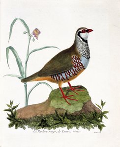 Zoologická mapa (ornitologie): La partridge rouge de France, samec (koroptev červená nebo alectoris rufa). Ilustrace v „Dějiny ptáků, malované v jejich vzhledu a citlivých aspektech“ od Francoise Nicolase Martineta (1731-1800). Soukromá sbírka. od Francois Nicolas Martinet