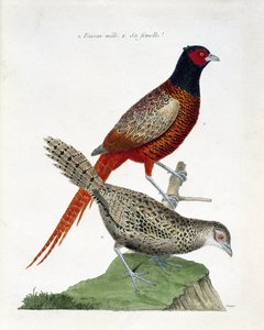 Zoologická mapa (ornitologie): Samec bažanta a samice (bažant kolchidní nebo Phasianus colchicus). Ilustrace v „Dějiny ptáků, malované v jejich vzhledu a citlivých aspektech“ od Francoise Nicolase Martineta (1731-1800). Soukromá sbírka. od Francois Nicolas Martinet