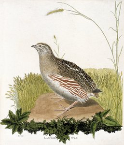 Zoologická mapa (ornitologie): Křepelčí samec (ble křepelka nebo coturnix coturnix). Ilustrace v „Dějiny ptáků, malované v jejich vzhledu a citlivých aspektech“ od Francoise Nicolase Martineta (1731-1800). Soukromá sbírka. od Francois Nicolas Martinet
