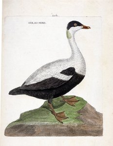 Zoologická mapa (ornitologie): Husa severní nebo kajka mal (Eider a peřina nebo somateria mollissima). Ilustrace v „Dějiny ptáků, malované v jejich vzhledu a citlivých aspektech“ od Francoise Nicolase Martineta (1731-1800). Soukromá sbírka. od Francois Nicolas Martinet