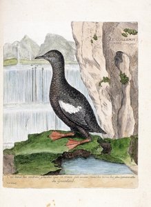 Zoologická mapa (ornitologie): Murrelet pruhovaný (mřížka Mirrelet nebo Cepphus). Ilustrace v „Dějiny ptáků, malované v jejich vzhledu a citlivých aspektech“ od Francoise Nicolase Martineta (1731-1800). Soukromá sbírka. od Francois Nicolas Martinet
