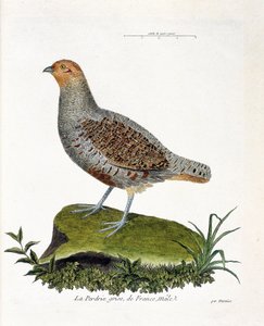 Zoologická mapa (ornitologie): Koroptev šedá francouzská, samec (koroptev šedá nebo koroptev). Ilustrace v „Dějiny ptáků, malované v jejich vzhledu a citlivých aspektech“ od Francoise Nicolase Martineta (1731-1800). Soukromá sbírka. od Francois Nicolas Martinet